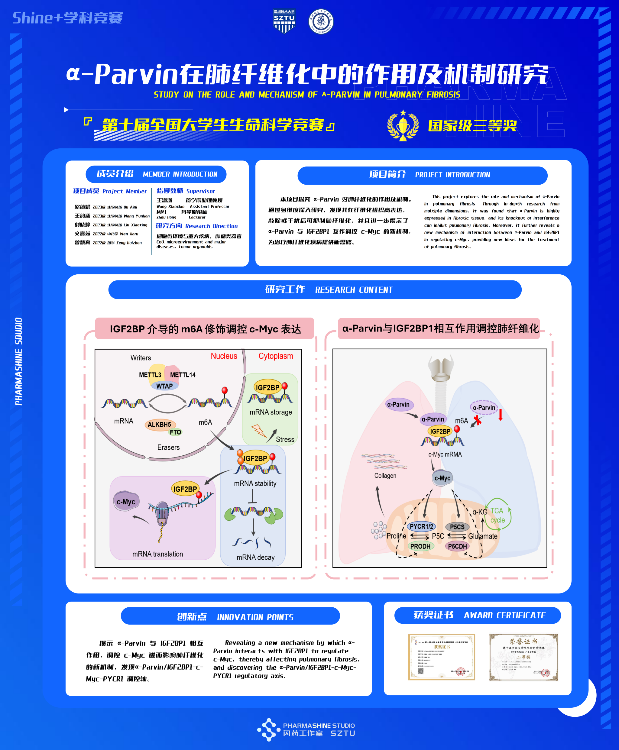 α-Parvin 在肺纤维化中的作用及机制研究